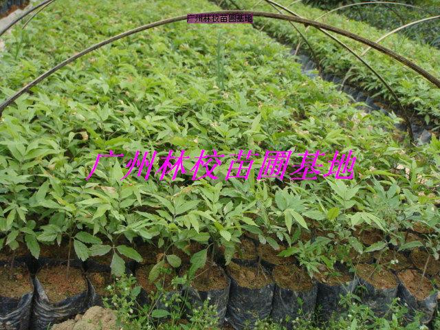 供應花木類