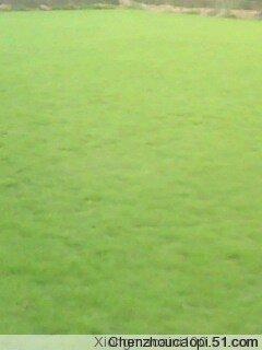 供應(yīng)臺灣清草皮@臺灣清草皮種植基地@臺灣清草皮批發(fā)商@臺灣清草皮供應(yīng)商電話@臺灣清草皮生產(chǎn)供應(yīng)