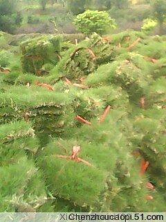 供應(yīng)臺灣清草皮@臺灣清草皮種植基地@臺灣清草皮批發(fā)商@臺灣清草皮供應(yīng)商電話@臺灣清草皮生產(chǎn)供應(yīng)