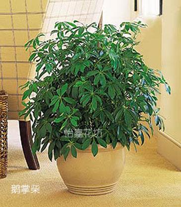 绿植租摆北京怡嘉花坊花艺中心