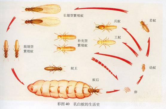 东莞工厂白蚁防治工厂杀虫工厂消毒厂房白蚁防治图片