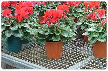 供應(yīng)苗床網(wǎng) 溫室苗床網(wǎng) 花架網(wǎng)