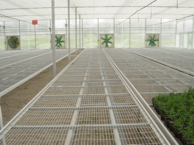 供應(yīng)苗床網(wǎng) 溫室苗床網(wǎng) 花架網(wǎng)
