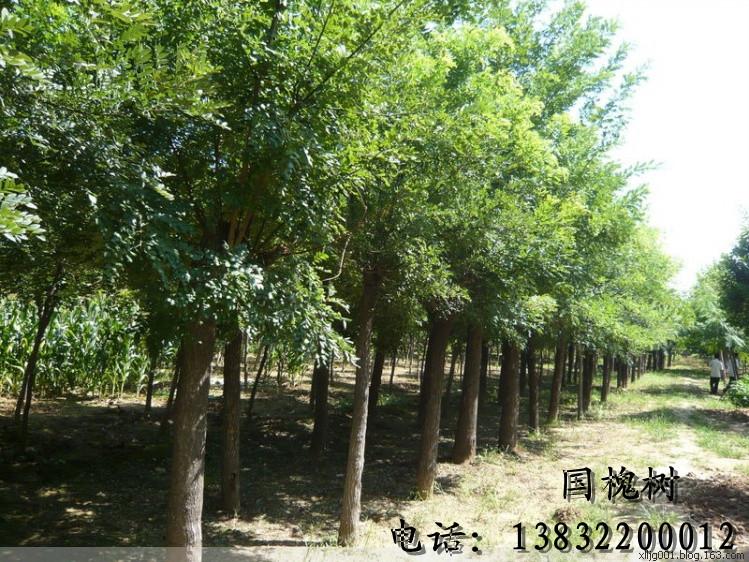供應(yīng)國(guó)槐