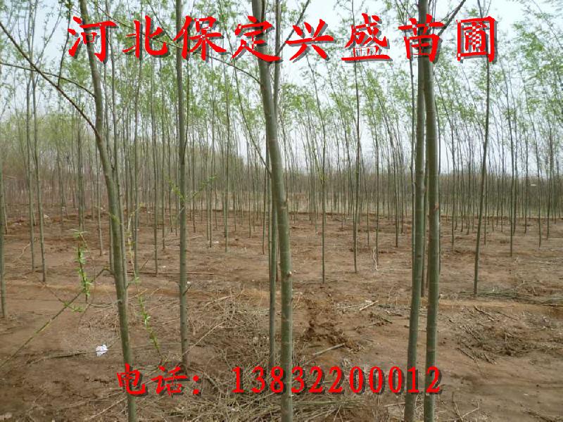 供應(yīng)速生柳