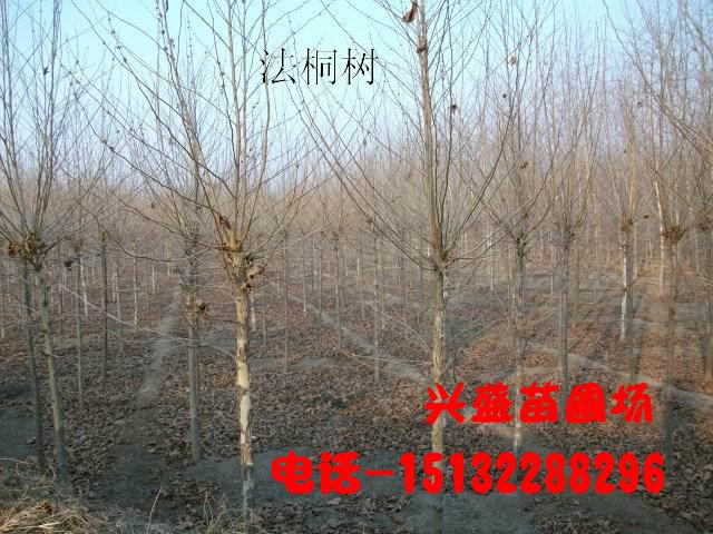 法桐河北法桐國(guó)槐圖片