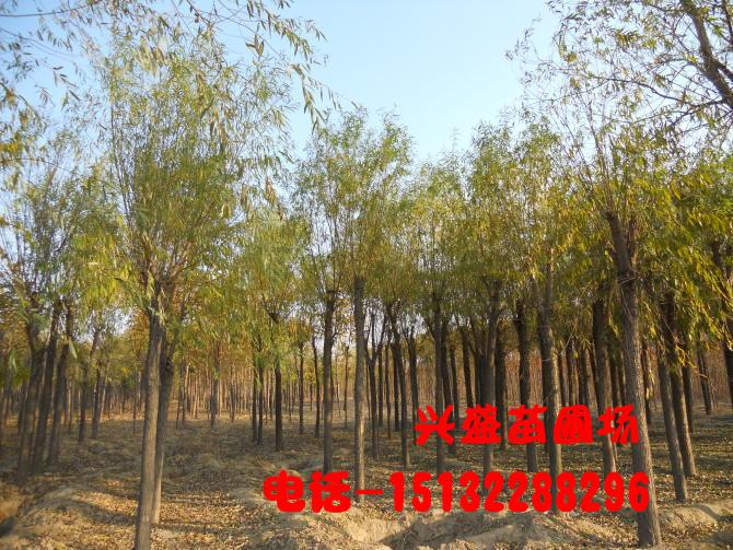 河北金絲柳金絲柳金葉榆圖片