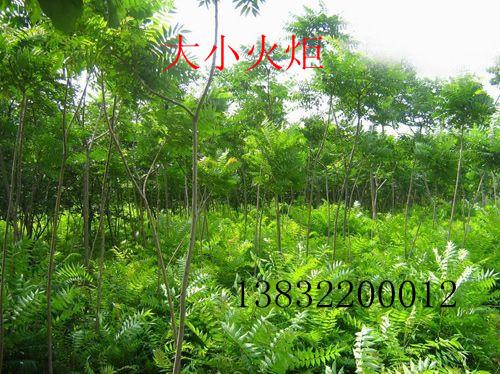 供應河北火炬樹木苗，河北火炬樹木苗基地