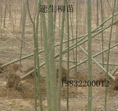 供應(yīng)速生柳苗