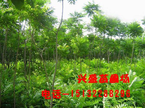 供應(yīng)河北火炬苗火炬樹金葉榆