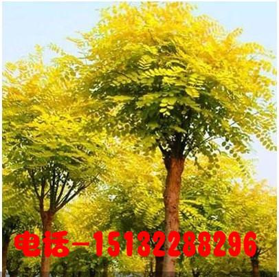 河北金葉榆金葉榆中金葉榆圖片