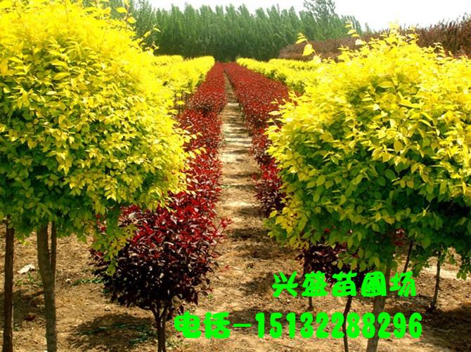 供應(yīng)河北龍爪槐金葉榆