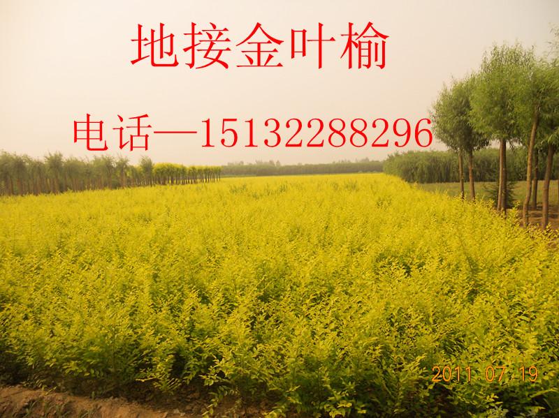 供應(yīng)地接金葉榆高接金葉榆河北金葉