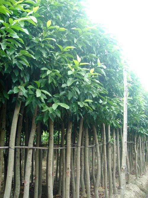供應(yīng)菩堤.優(yōu)質(zhì)