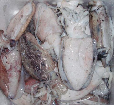 供應(yīng)廠家直銷帶魚魷魚鱈魚黃菇魚