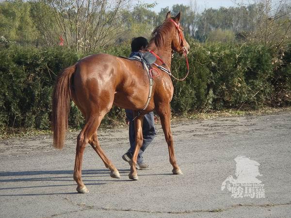 供应广东肉马骑马价格骑马养殖技术图片