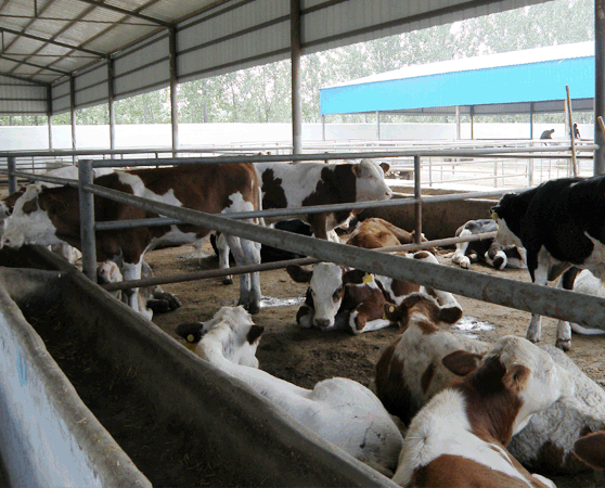 供应肉牛养殖成本肉牛市场价格肉牛养殖前景