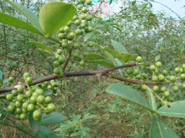 供应山东花椒苗价格九叶青大红袍