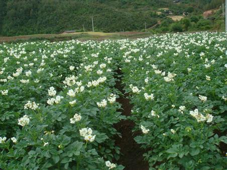 土豆价格土豆种子马铃薯薯种供应土豆价格土豆种子马铃薯薯种