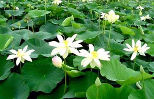 白洋淀旅游通關手冊圖片