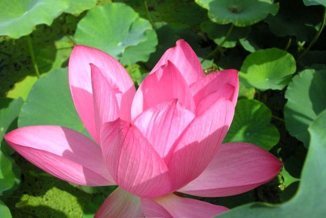 王母娘娘夜掐蘆葉