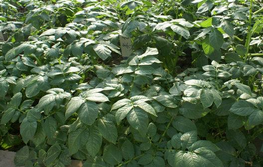 白花土豆种子价格土豆种子批发价格供应白花土豆种子价格土豆种子批发价格土豆种子土豆种子种薯