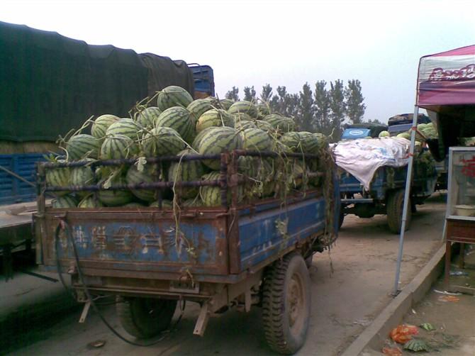 供應(yīng)山東東明馬頭西瓜市場
