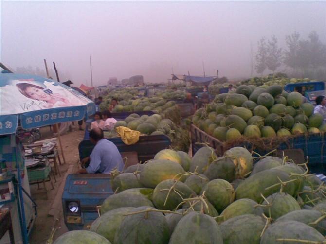 供應(yīng)2山東東明西瓜上市了