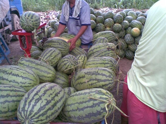 供應(yīng)山東東明馬頭西瓜市場