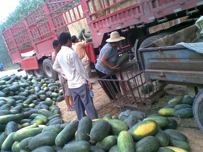 供應(yīng)山東東明馬頭西瓜市場