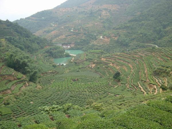 高山兰花香铁观音图片