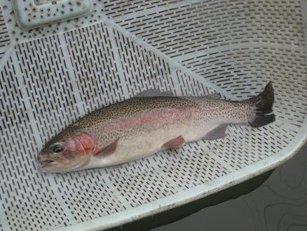 大量供應(yīng)優(yōu)質(zhì)虹鱒魚苗 四川虹鱒魚苗批婦價格是多少錢