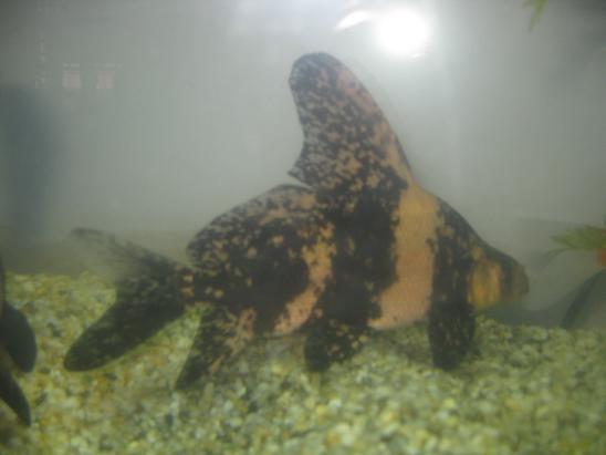 大量供應(yīng)優(yōu)質(zhì)中華胭脂魚一帆風(fēng)順魚苗 廣西胭脂魚魚苗 湖北胭脂魚苗