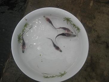 大量供應(yīng)鱘魚(yú)鴨嘴魚(yú)苗   鴨嘴魚(yú)多少錢(qián)一斤   鴨嘴魚(yú)養(yǎng)殖技術(shù)