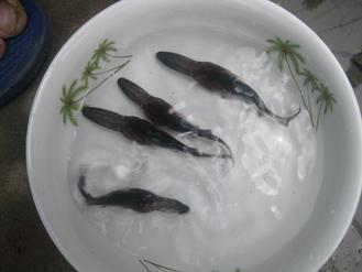 大量供應(yīng)鱘魚(yú)鴨嘴魚(yú)苗   鴨嘴魚(yú)多少錢(qián)一斤   鴨嘴魚(yú)養(yǎng)殖技術(shù)