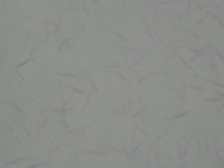 大量供應(yīng)優(yōu)質(zhì)虹鱒魚苗 四川虹鱒魚苗批婦價格是多少錢