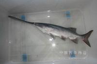 大量供應(yīng)鱘魚(yú)鴨嘴魚(yú)苗   鴨嘴魚(yú)多少錢(qián)一斤   鴨嘴魚(yú)養(yǎng)殖技術(shù)