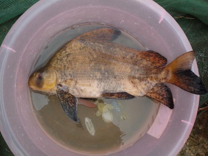 中華胭脂魚苗 四川優(yōu)質(zhì)中華胭脂魚苗批發(fā)，四川中華胭脂魚苗價(jià)錢