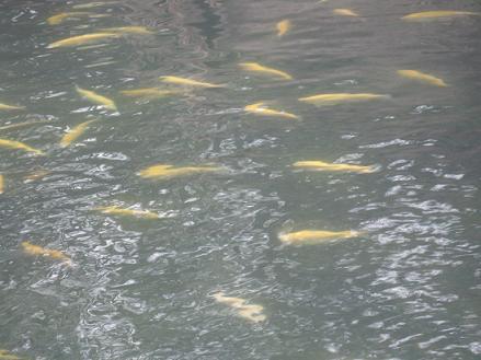 大量供應(yīng)優(yōu)質(zhì)金鱒魚苗 金鱒魚多少錢一斤 金鱒魚和虹鱒魚的區(qū)別