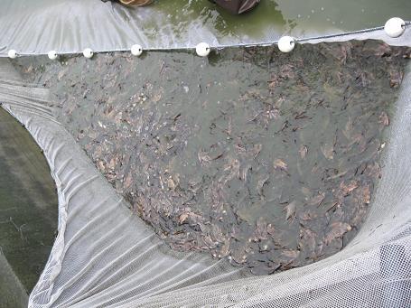 中華胭脂魚苗 四川優(yōu)質(zhì)中華胭脂魚苗批發(fā)，四川中華胭脂魚苗價(jià)錢