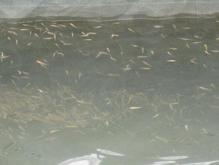 大量供應(yīng)優(yōu)質(zhì)金鱒魚苗 金鱒魚多少錢一斤 金鱒魚和虹鱒魚的區(qū)別