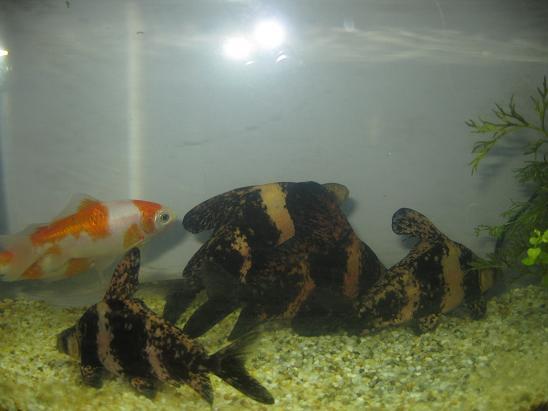 大量供應(yīng)優(yōu)質(zhì)中華胭脂魚一帆風(fēng)順魚苗 廣西胭脂魚魚苗 湖北胭脂魚苗