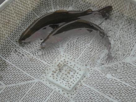 供應冷水魚虹鱒魚苗 虹鱒魚多少錢一斤 虹鱒魚對比*有什么區(qū)別