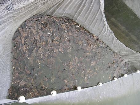 供應(yīng)四川胭脂魚苗   廣西胭脂魚魚苗 天津胭脂魚 廣東胭脂魚苗
