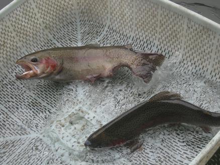 大量供應(yīng)優(yōu)質(zhì)虹鱒魚苗 四川虹鱒魚苗批婦價格是多少錢