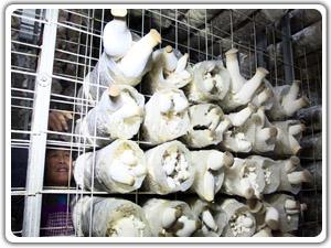 供應(yīng)蘑菇棚養(yǎng)殖用浸塑網(wǎng)片