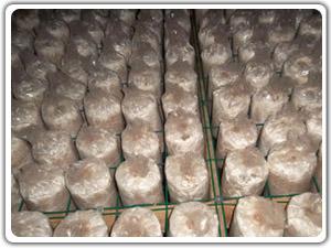 供應(yīng)蘑菇棚養(yǎng)殖用浸塑網(wǎng)片