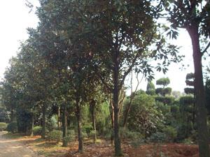 供應(yīng)湖南*廣玉蘭 廣玉蘭大樹(shù) 湖南廣玉蘭圖片信息 廣玉蘭價(jià)格