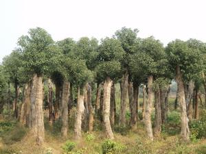 供應(yīng)湖南香樟香樟價格益陽多頭香樟湖南移栽香樟大樹