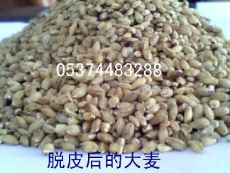 供應(yīng)薏米脫皮機(jī)玉米脫皮機(jī)五谷雜糧脫皮機(jī)供應(yīng)